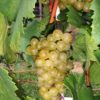 Chardonnay Chardonnay