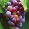 GRENACHE GRENACHE