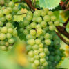 PinotBlanc Pinot Blanc