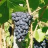 PinotNoir Pinot Noir
