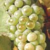 Silvaner Silvaner
