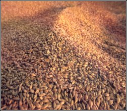 beer_Malted_barley