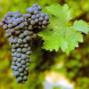 cabernet_sauvignon cabernet sauvignon