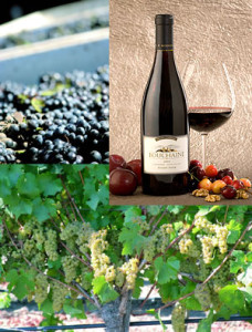 clg_wines