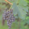 merlot MERLOT