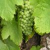 muscadet muscadet