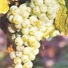 riesling Riesling