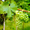 sauvignon_blanc Sauvignon Blanc