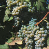 semillon_grapes Semillon Blanc